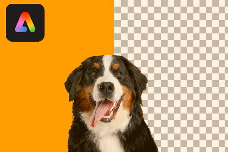 adobe express remove background