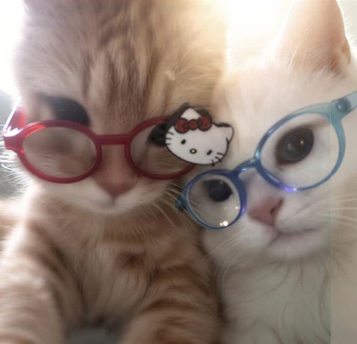 cat profile for couples